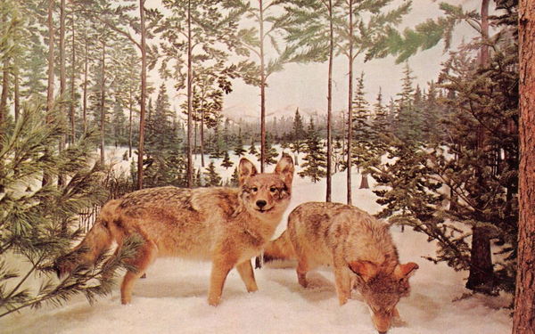 Call of the Wild - Vintage Promo Material